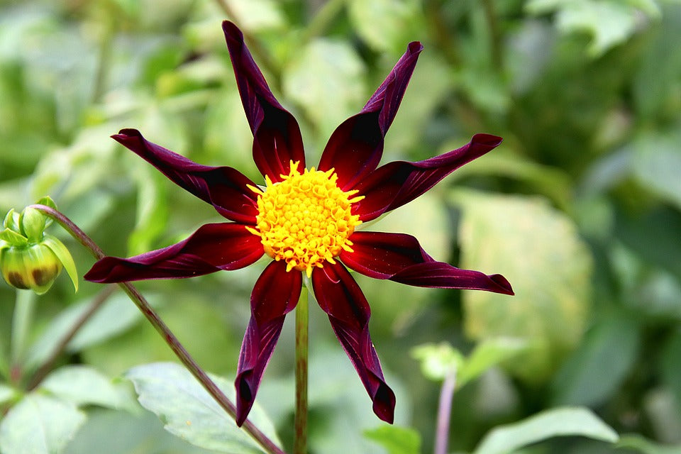 DAHLIA 'Starlight' seeds