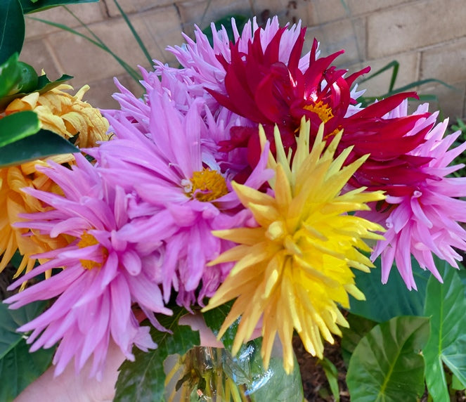 DAHLIA 'Cactus Flowered Mix' seeds