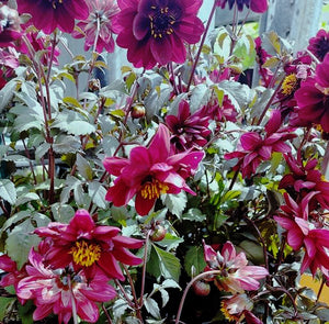 DAHLIA 'Red Skin Mix' seeds