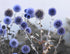 GLOBE THISTLE / Echinops 'Ritro Violet' seeds