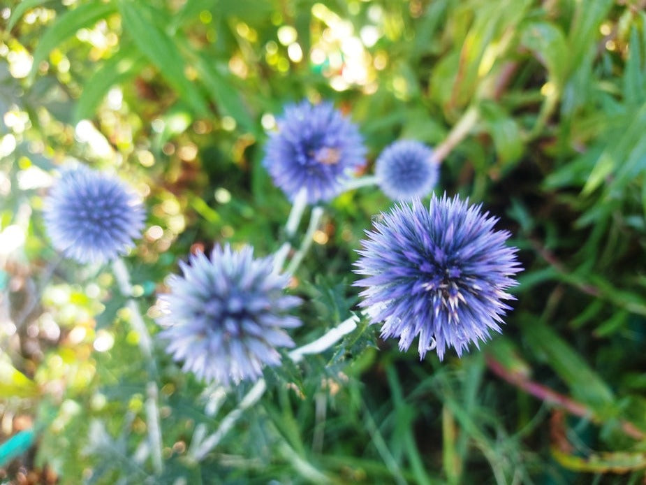 GLOBE THISTLE / Echinops 'Ritro Violet' seeds