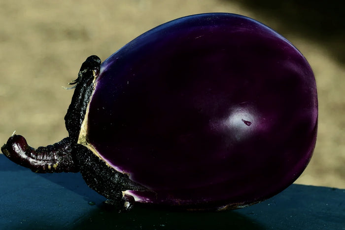 EGGPLANT 'Mitoyo' seeds