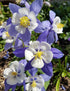 AQUILEGIA 'McKana Giants Mix' / Columbine / Grannys Bonnet seeds