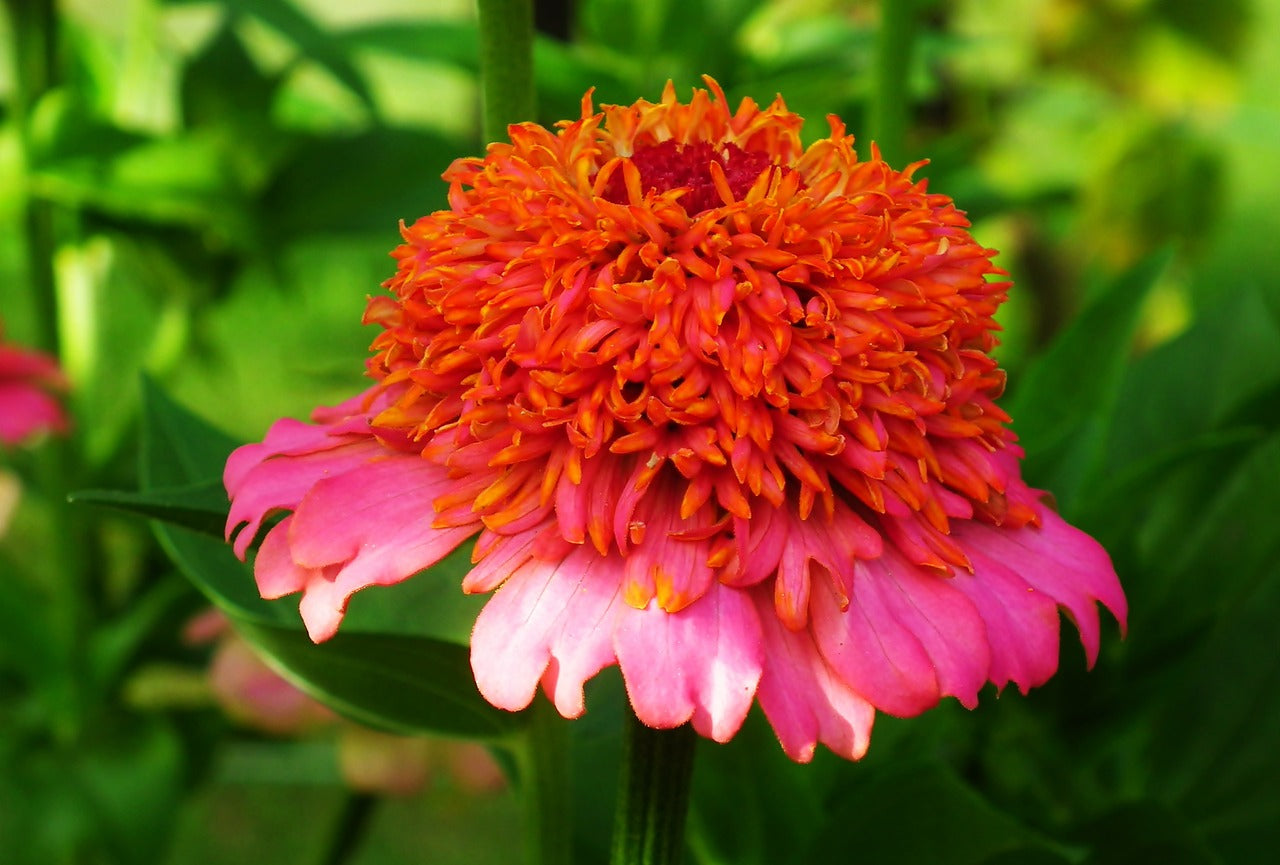 ZINNIA 'Scabiosa Flowered Mix' seeds