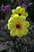 DAHLIA 'Red Skin Mix' seeds