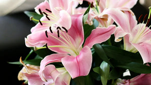 LILY ORIENTAL Mixed *Bulbs/ Corms*