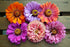 ZINNIA 'Cut Flower Mix' seeds