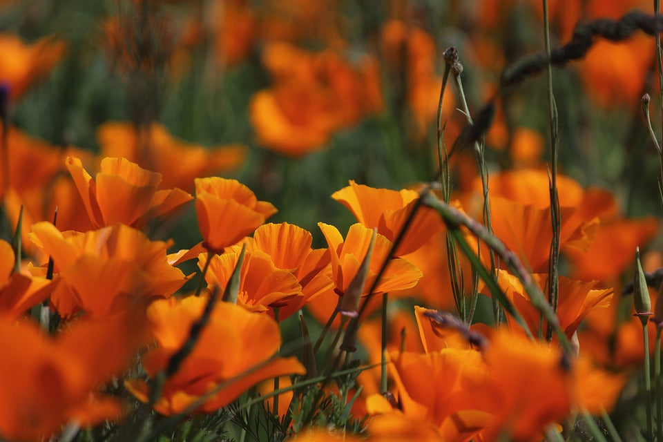 CALIFORNIAN POPPY 'Aurantiaca Orange' seeds