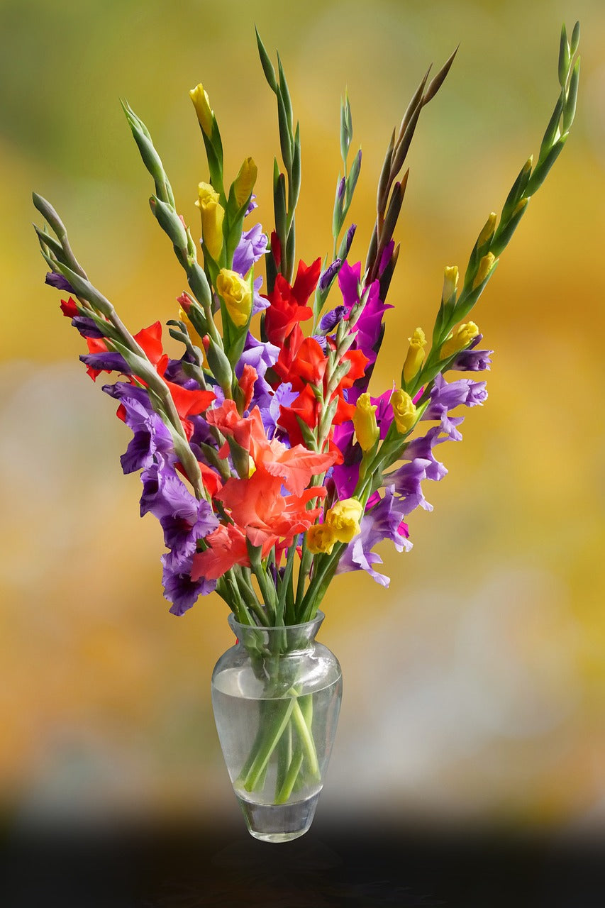 GLADIOLI BULBS Mixed