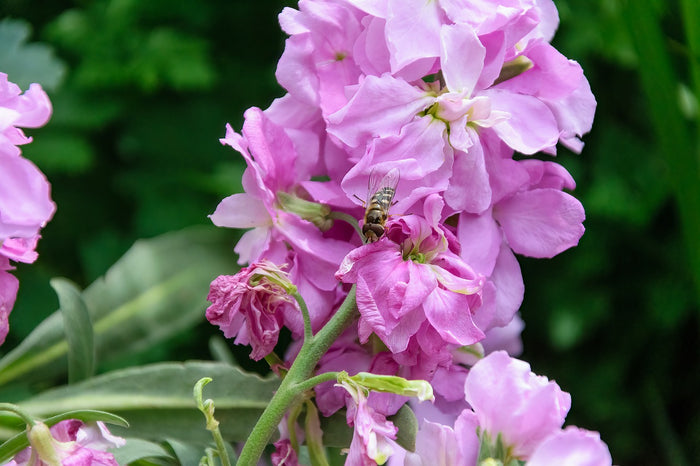 GIANT COLUMN STOCK 'Imperial Mix' seeds