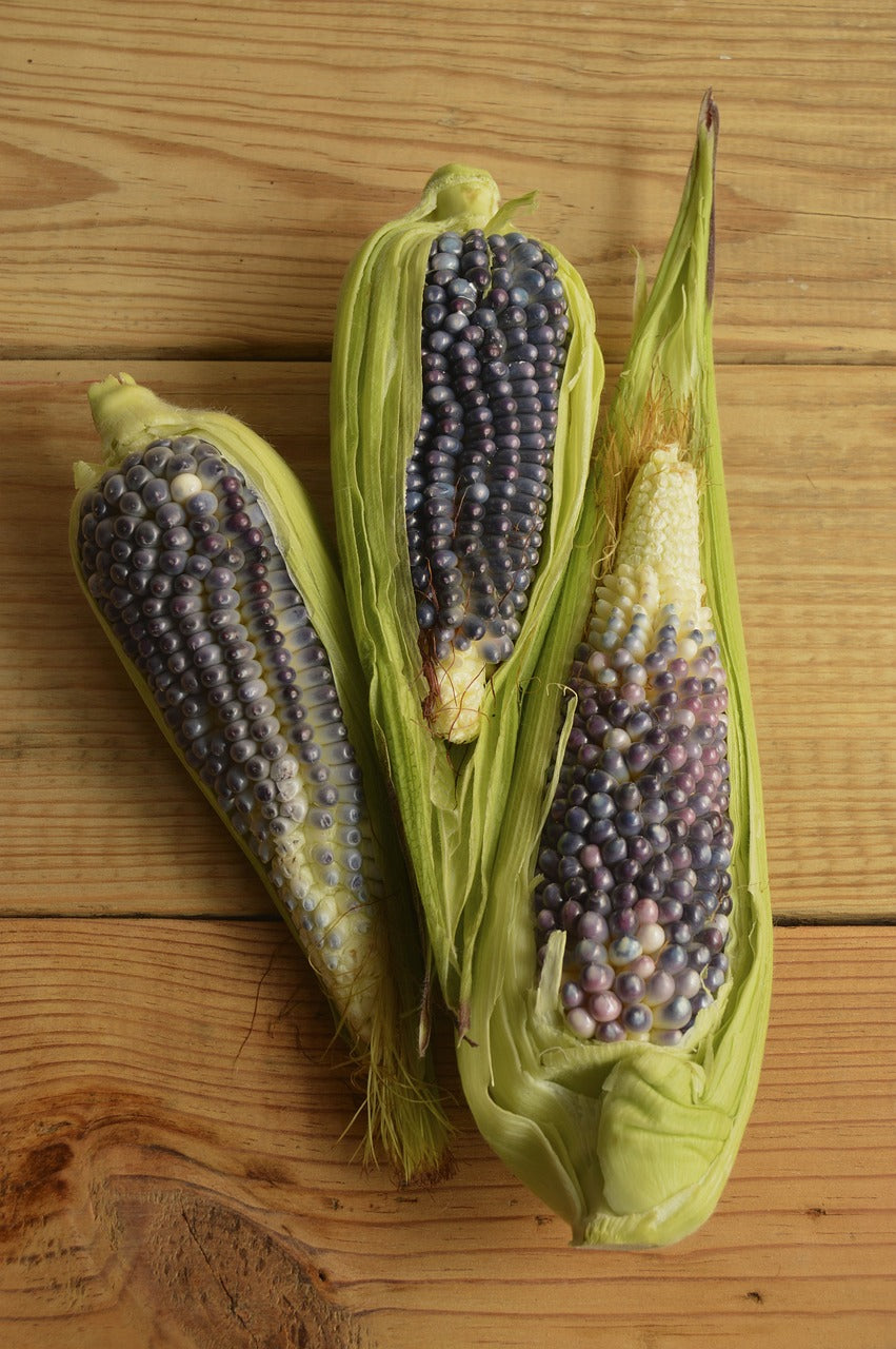 CORN / POPCORN 'Blue Mini' seeds