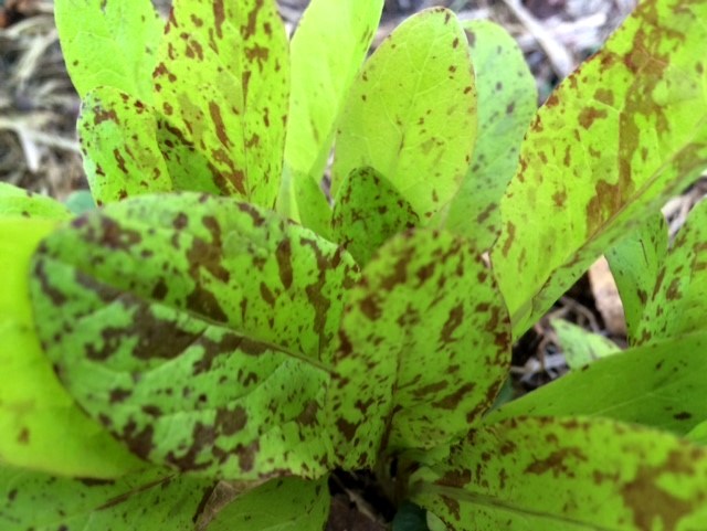 LETTUCE 'Freckles' *ORGANIC* seeds