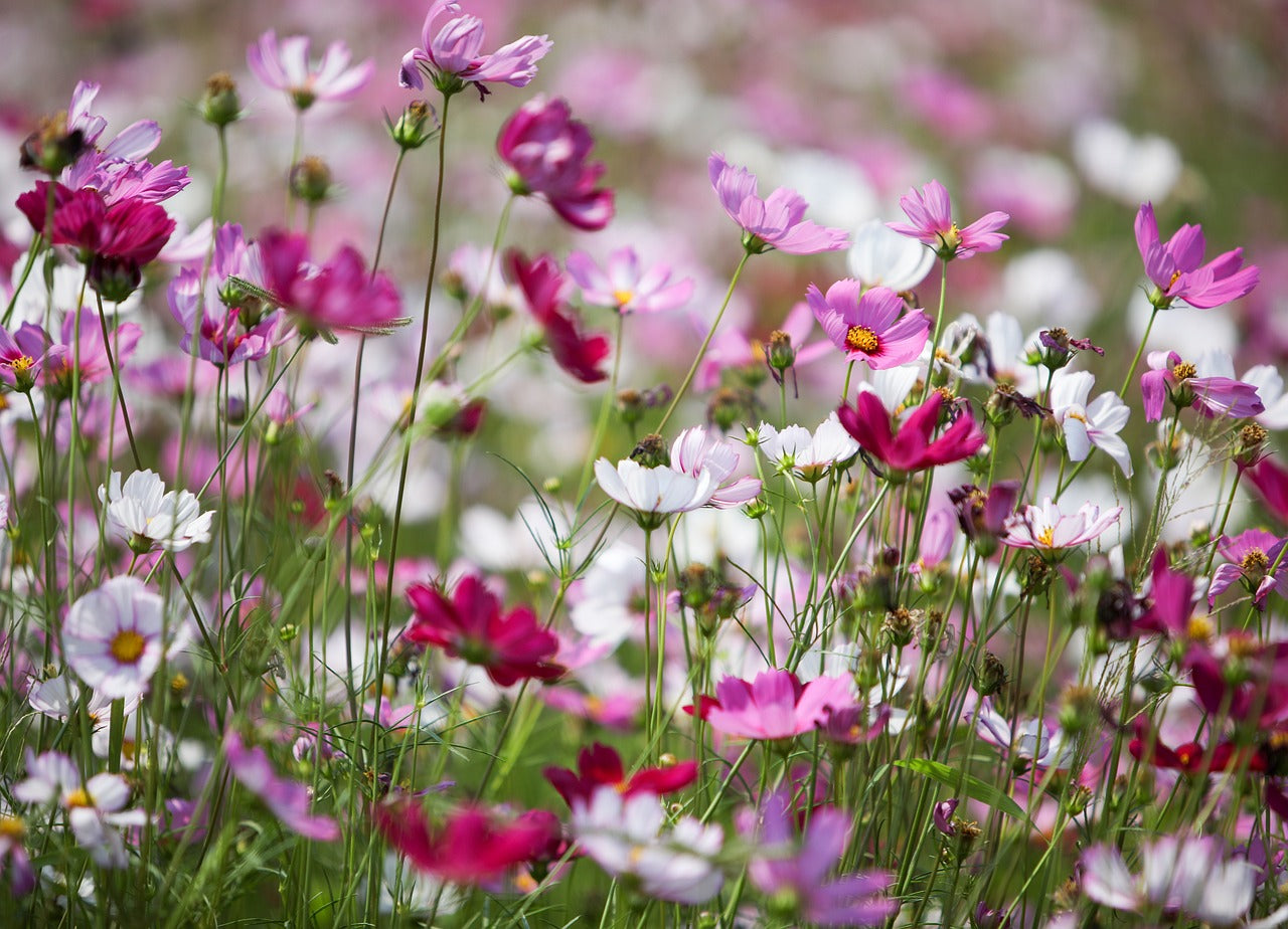 COSMOS 'Carpet Formula Mix' seeds *Dwarf*