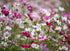 COSMOS 'Carpet Formula Mix' seeds *Dwarf*