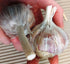 GARLIC BULBS - Chesnok Bogatyr (Rocambole) *RARE*