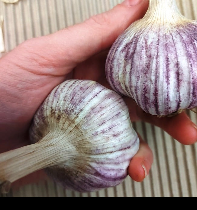 GARLIC BULBS - Italian Purple (Turban) *RARE*