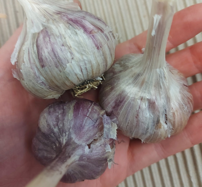 GARLIC BULBS - Spicy Korean *RARE*