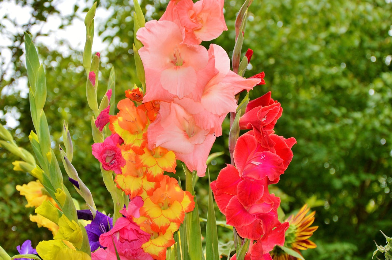 GLADIOLI BULBS Mixed