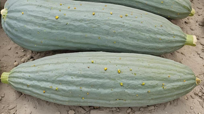 PUMPKIN 'Guatemalan Blue Banana' seeds