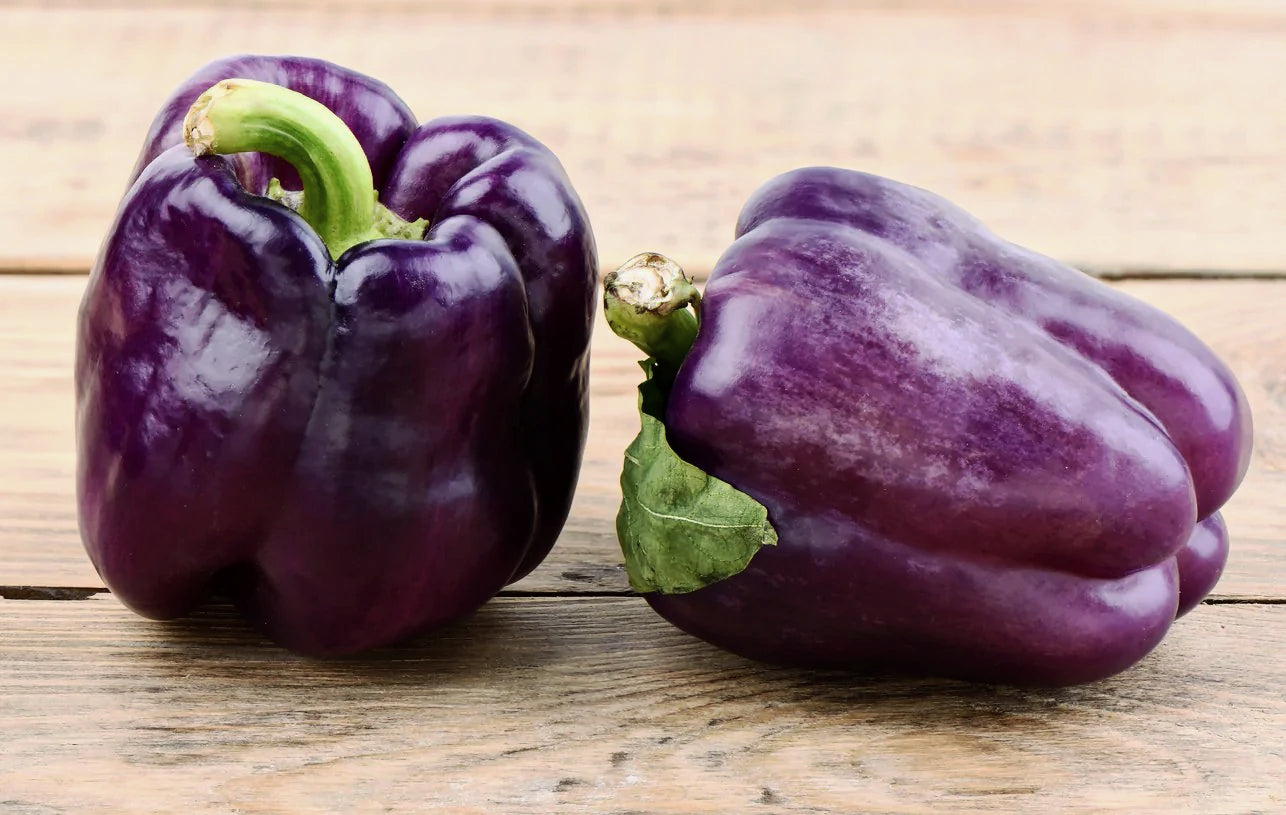 CAPSICUM 'Purple Beauty' seeds