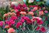 CARNATION 'Dwarf Scented Mix' seeds