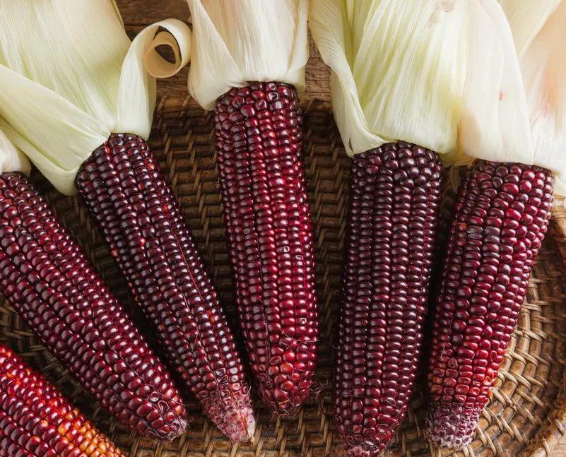 CORN 'Red Aztec' BULK seeds