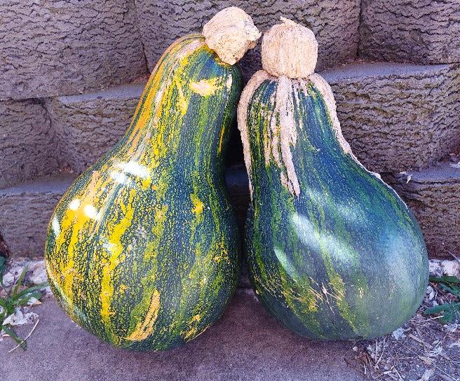 PUMPKIN 'Japanese Pie' seeds