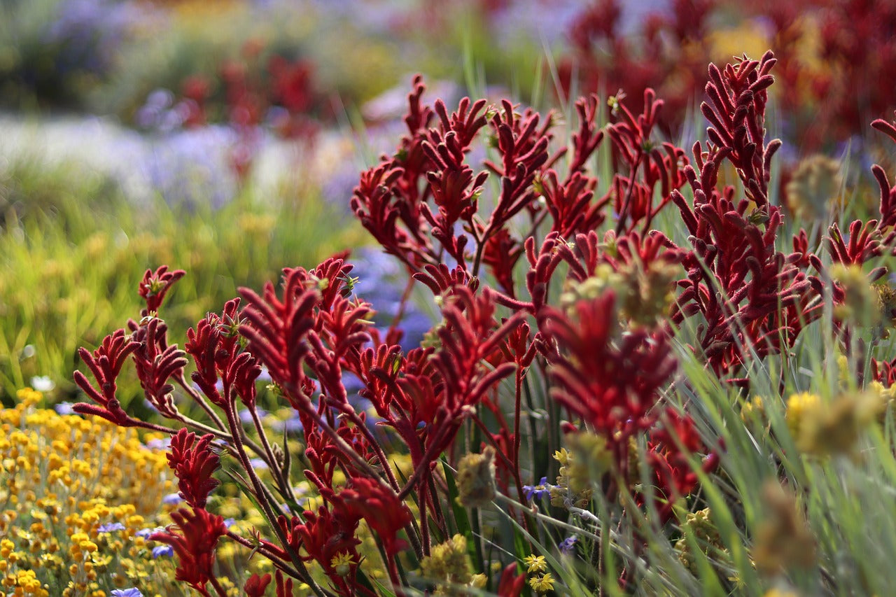 KANGAROO PAW 'Red' / ANIGOZANTHOS FLAVIDUS seeds *NATIVE*