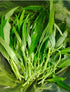 KANG KONG 'Bamboo Leaf' / Ong Hung Choy / Water Spinach seeds