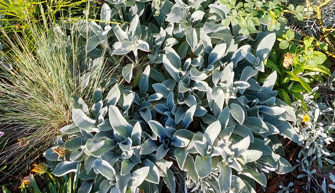 LAMBS EARS 'Deep Rose' Stachys byzantina seeds