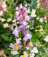 MINI SNAPDRAGON / Linaria 'Northern Lights Mix' seeds