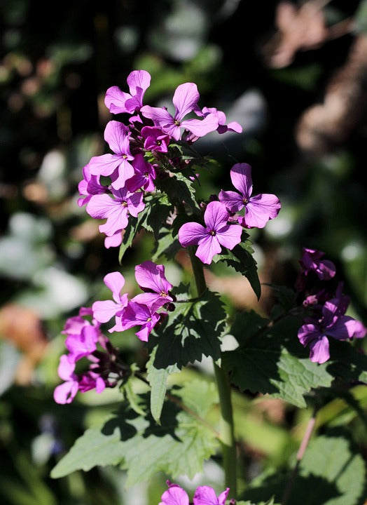 HONESTY / Lunaria biennis / Silver Dollar seeds