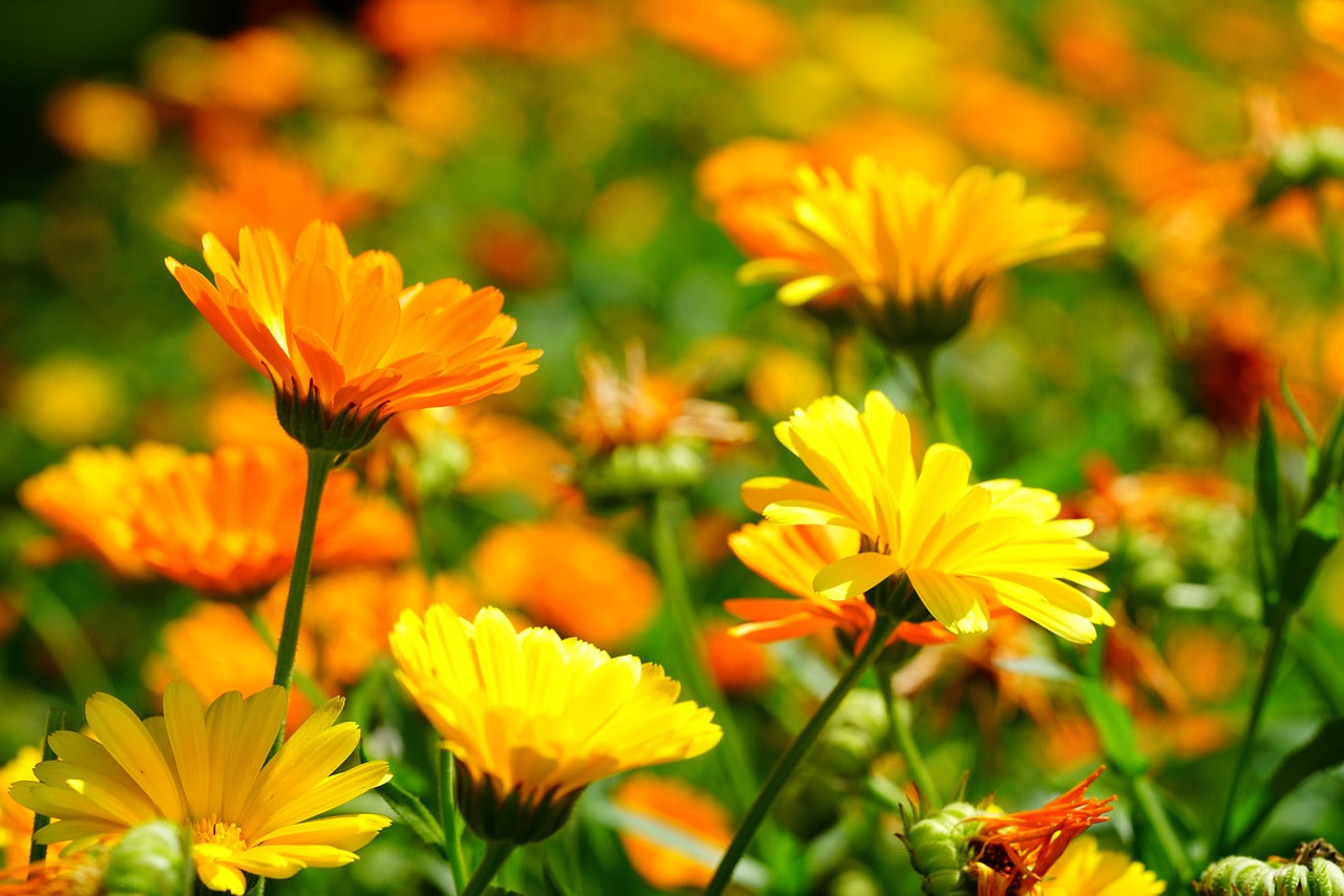 CALENDULA / English Marigold 'Pacific Beauty Mix' seeds