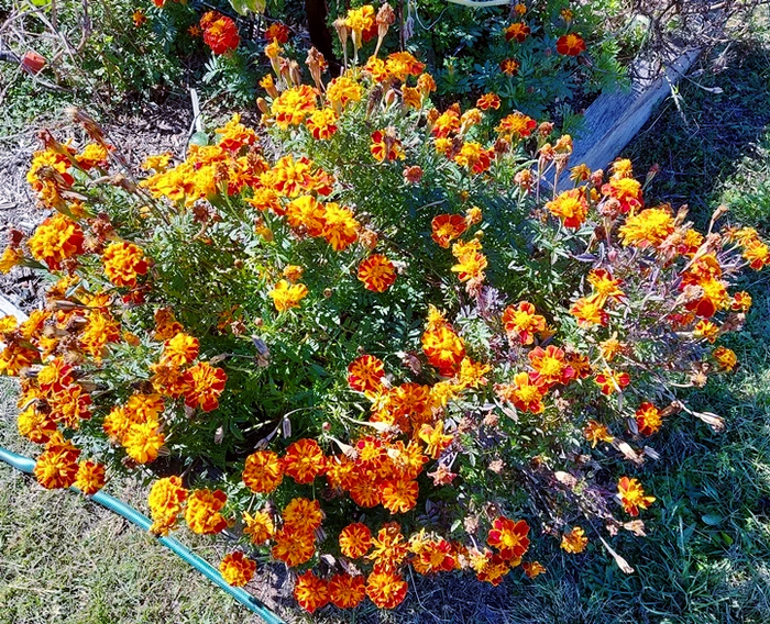 FRENCH MARIGOLD 'Bolero' seeds