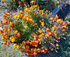 FRENCH MARIGOLD 'Bolero' seeds