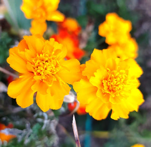 FRENCH MARIGOLD 'Petite Yellow' seeds