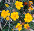 FRENCH MARIGOLD 'Petite Yellow' seeds