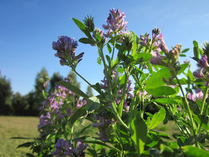 LUCERNE / ALFALFA seeds - green manure legume pasture grass