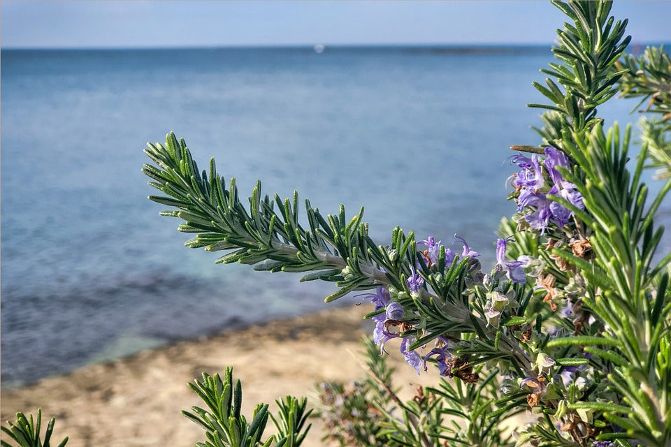 ROSEMARY seeds