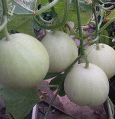 ROCKMELON 'Apple' seeds