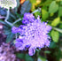 PINCUSHION FLOWER Tall Double Lavender seeds