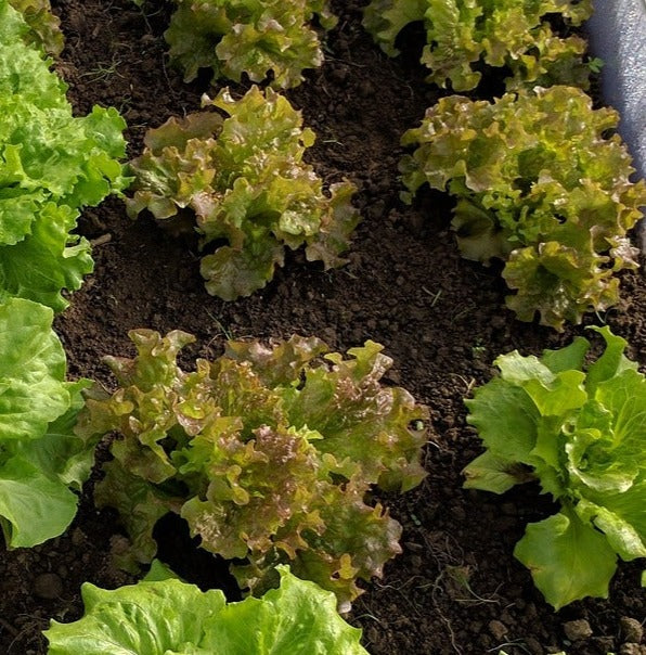 LETTUCE 'Summer Harvest' / Canasta seeds