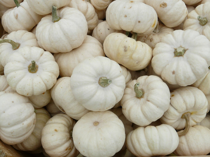 PUMPKIN 'Baby Boo' seeds