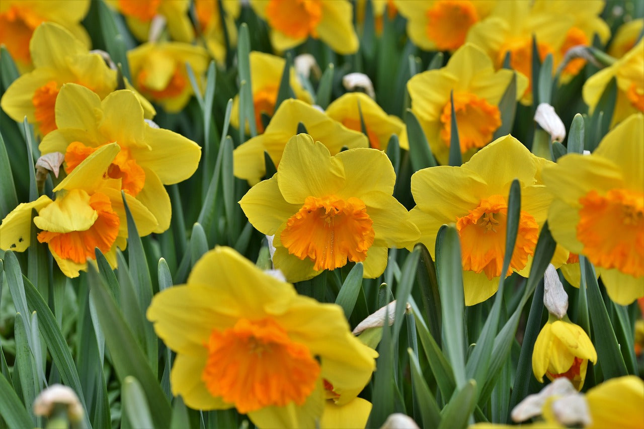 DAFFODILS BULBS 'Mixed' / PLANT