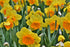 DAFFODILS BULBS 'Mixed' / PLANT