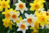 DAFFODILS BULBS 'Mixed' / PLANT