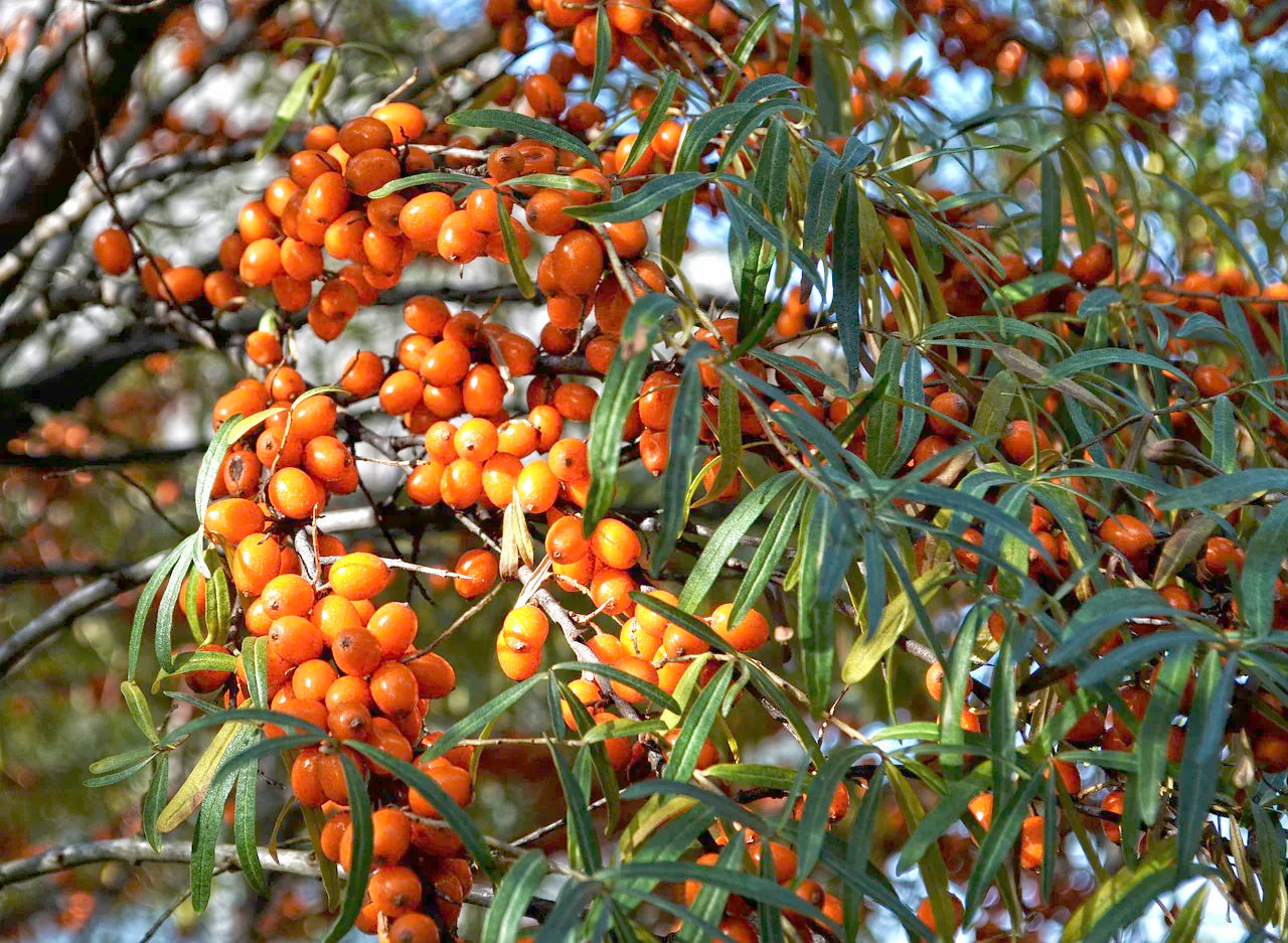 SEA BUCKTHORN Hippophae rhamnoides seeds