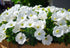 PETUNIA 'Snowball White' / Nana Compacta seeds