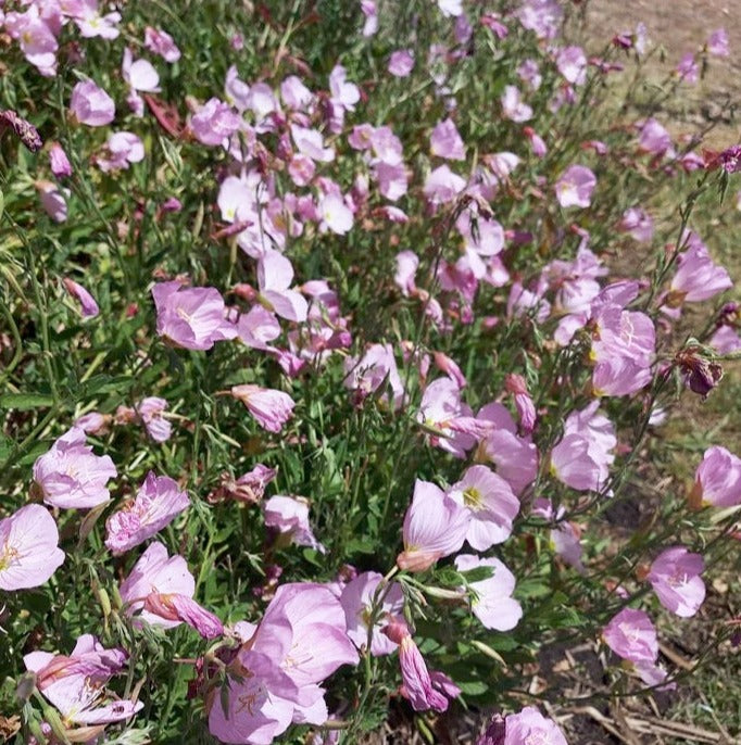 PINK EVENING PRIMROSE / Oenothera speciosa seeds