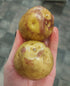 SEED POTATO - Tasmanian Pink Eye